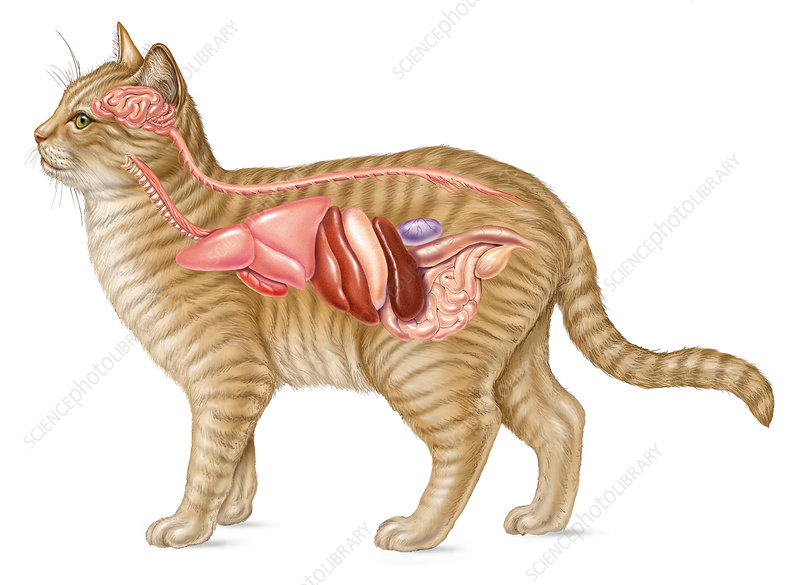 آناتومی گربه