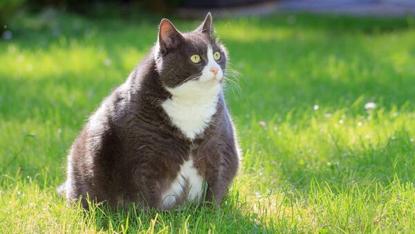گربه چاق