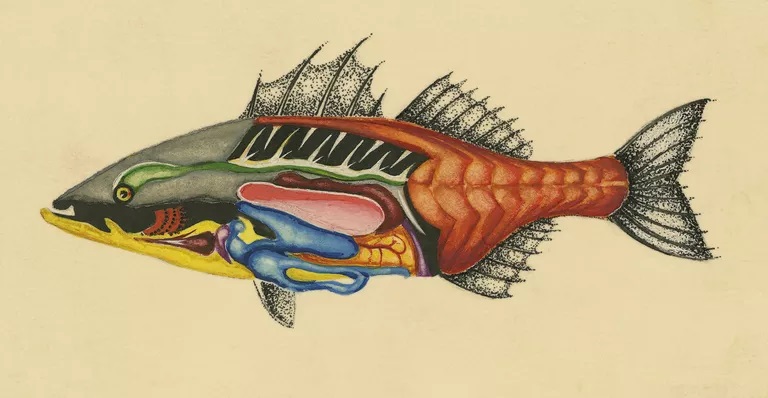 آناتومی ماهی