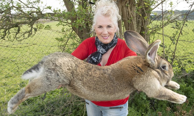 بزرگترین خرگوش