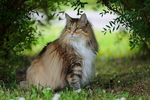 گربه جنگلی نروژ