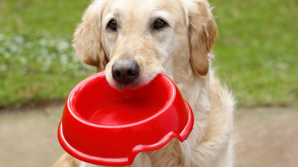 ظرف آب وغذای پلاستیکی سگ