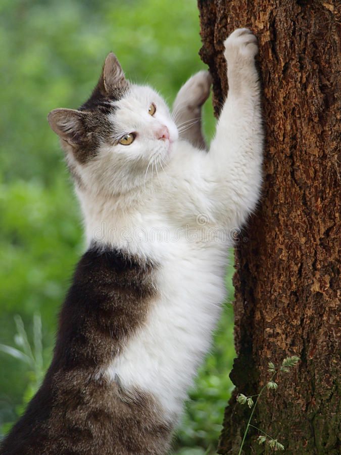 اسکرچ کردن گربه بر روی درخت