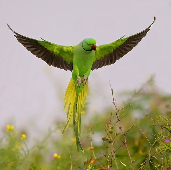 طوطی ملنگو