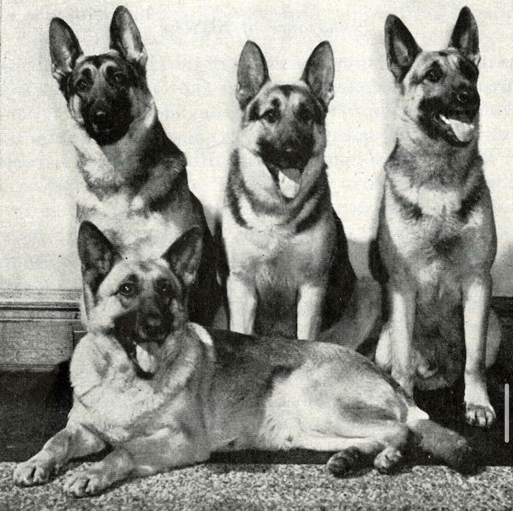 تاریخچه سگ ژرمن شپرد