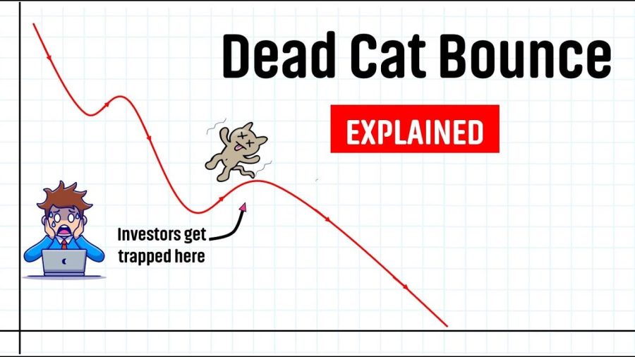 Dead cat bounce