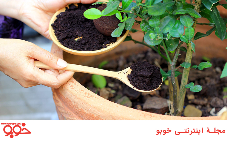 تفاله قهوه، یک کود عالی برای گیاهان باغچه و گلدان است