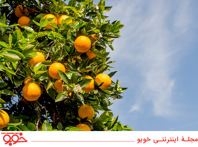 در دنیا بیش از ۶۰۰ نوع درخت پرتقال وجود دارد