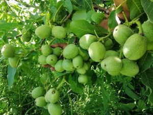 بورس نهال گردو در اصفهان