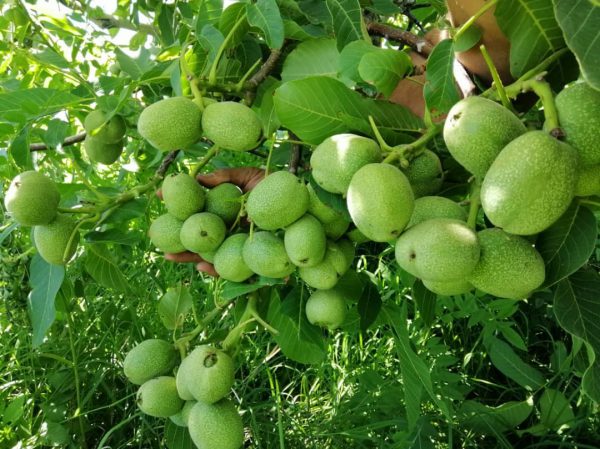 بورس نهال گردو در اصفهان