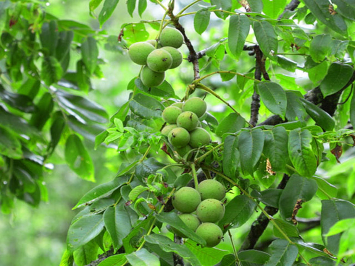 بورس نهال گردو در شیراز